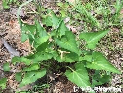 野草|农村这种常见的野草,能清热解毒,凉血消肿,清肝明目,你认识吗