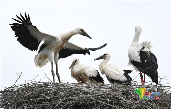 黑森州|德国鹳宝宝练习飞行 兄弟姐妹为它加油