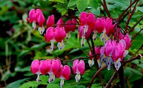 高颜值|家里采光不好也能养花,这几种高颜值花,摆在阳台就能开爆