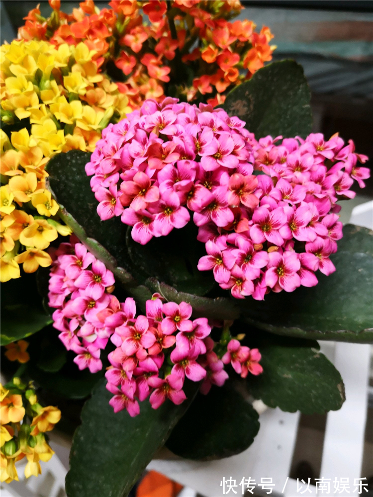 长寿花越开越稀疏犯3错,及时改正,开花爆盆变成大花球!