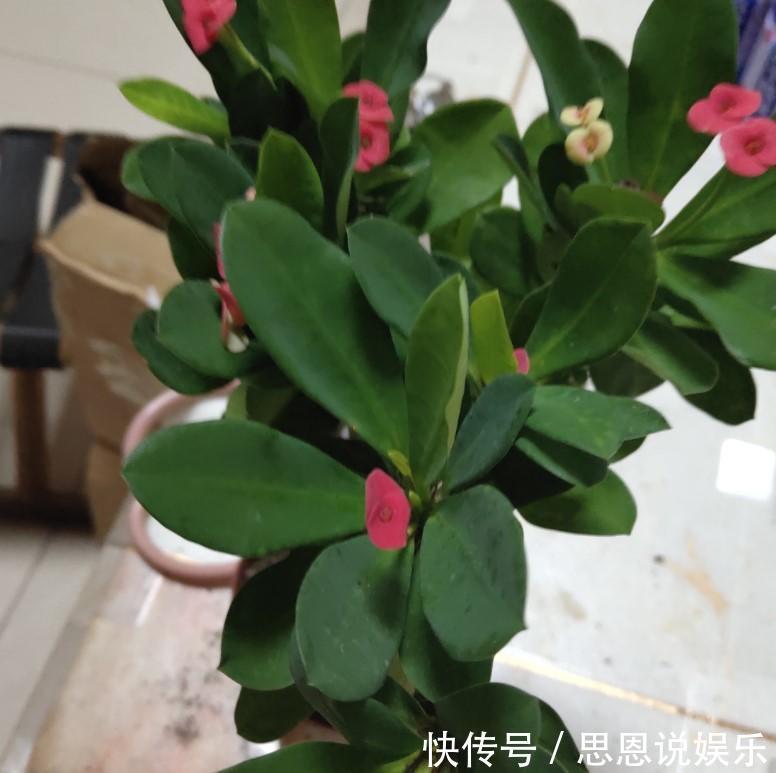 盆栽虎刺梅,日常这么养,才能爆出一大片小花!