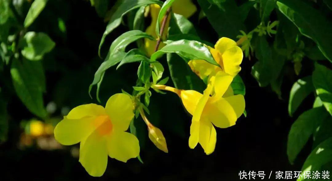 10种适合秋天移种的爬藤花，养1年就能爬满墙