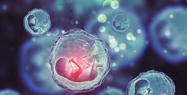 受精卵|女性排卵而不受孕,其中的缘由应该早清楚,做好备孕的准备