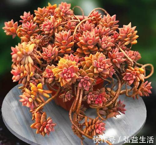 易群|5种高颜值多肉,皮实又好养,易群生长满盆,像是从花盆里流出来