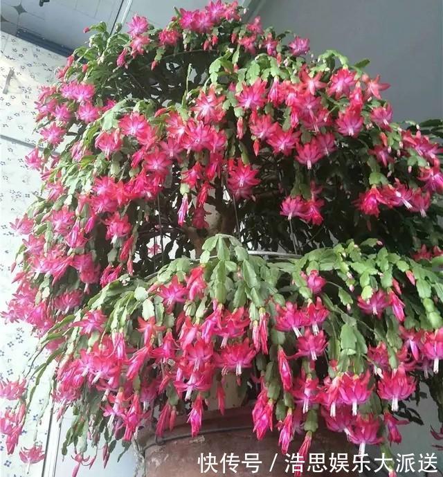 仙人掌|怎么知道仙人掌嫁接的蟹爪兰已经存活嫁接蟹爪兰提高成活有绝招