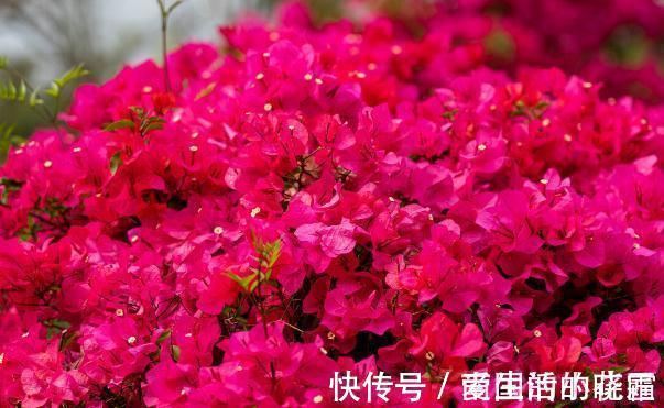 施肥|能把三角梅养爆的人,都很大方,从不“吝啬”这3样东西