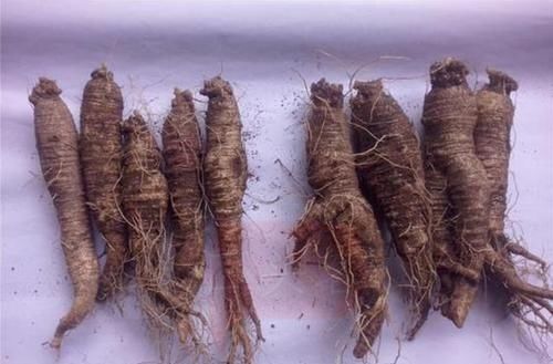 沙参|亲民的滋补野菜，比人参便宜很多，营养价值却超高，15一斤疯抢