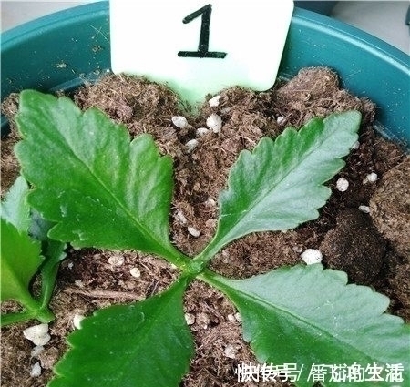 枝条|只用一招,长寿花长得又矮又茂盛,开花刹不住