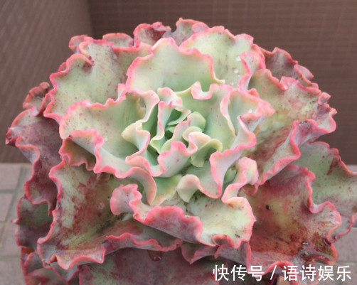 多肉高砂之翁怎么养教你3个小妙招,养出最艳丽多姿的高砂之翁