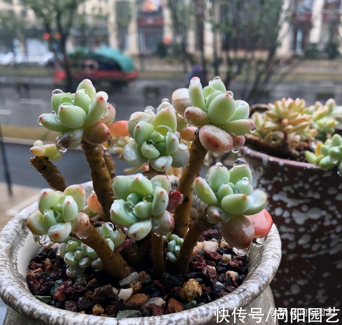 多肉之所以养不好,全在“水”上,“不会”浇水,直接烂根