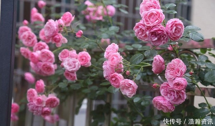 “高端玫瑰”女人香气,丰腴婀娜,花色艳丽,可以说养花必备