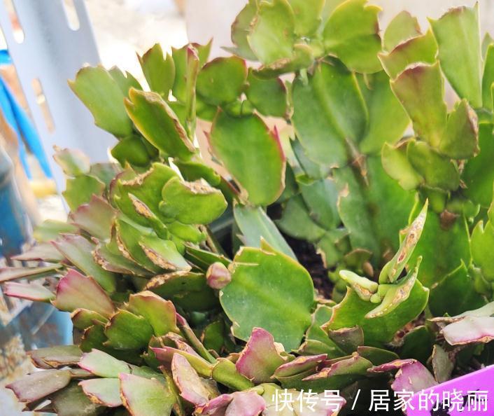 夏季蟹爪兰叶片萎蔫还烂根,实践告诉您是这些地方没做好导致的