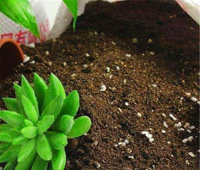 养花土板结“戳不动”,“2种水”家家都有,七天浇1次,疏松肥沃