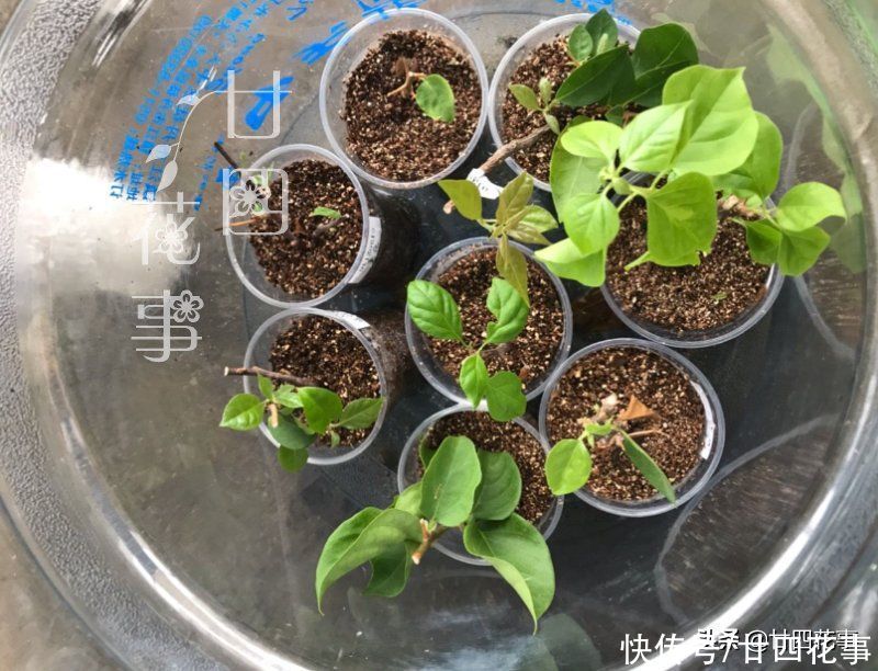 扦插|秋天扦插四种花,生根成活快,明年花开满阳台,实现“赏花自由”