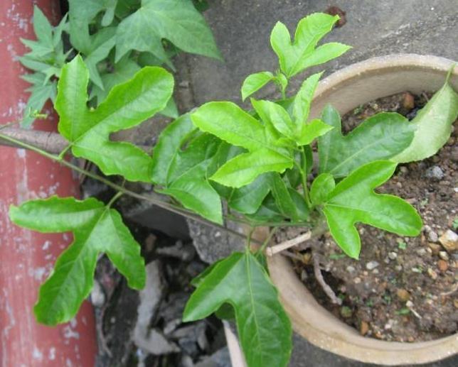 阳台种点“百香果”，扔一勺放盆里，半月生根成盆栽，收割一筐筐