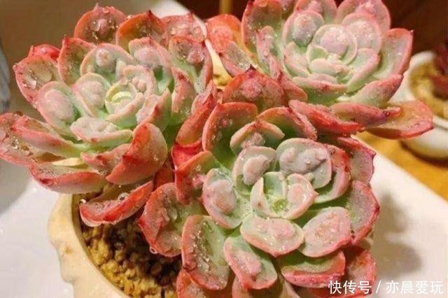 回事|多肉植物，叶子软趴趴的是怎么回事？检查这3个方面