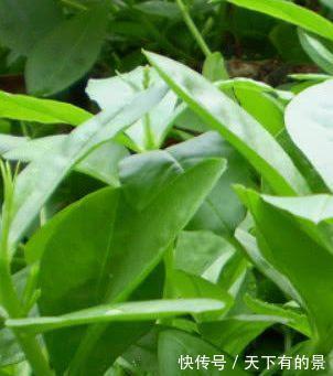 肌肤|女性想要肌肤好,推荐4种食物,排毒美容,通肠排便,好处多多!