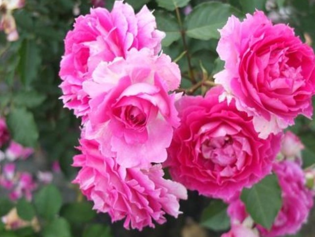 养花就养此款花，白得若雪，粉的似云霞，花姿清幽淡雅美