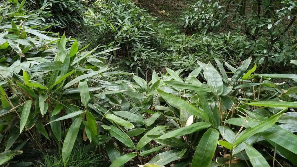 母株|分株繁殖是什么？这几种花卉适合分株繁殖，好生根开花多