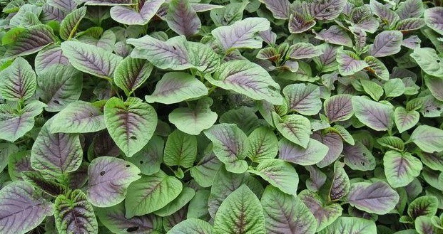 食物|女人想皮肤好,学会吃4种食物,排毒消脂,有祛雀斑,增强抵抗力