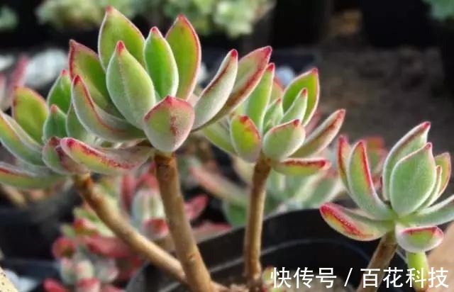 要点|60种多肉图鉴及养护要点,1分钟学会,超全超实用!