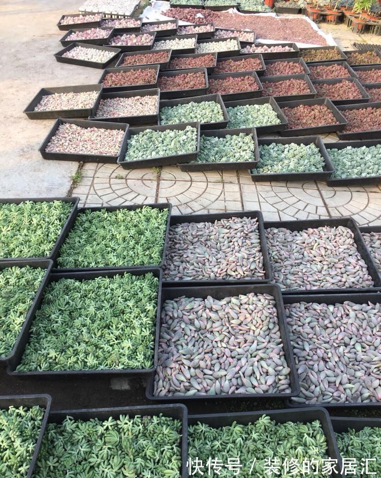 只需要一个简单的动作，就能让你徒长了的多肉变美，变胖