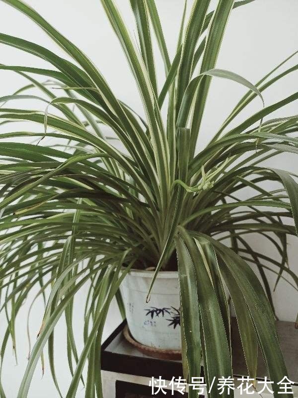 养花要选对花盆，根系才能长成“萝卜”，植株长得旺