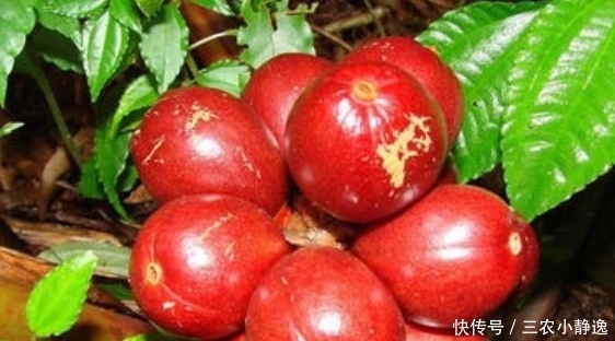 去寒|草果以前不受待见,晒干后一斤60元,很能祛痰去寒,如何种植呢?