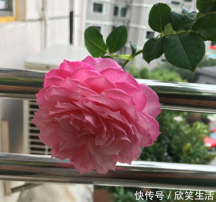 漂亮|4种花美的出奇，不仅花好看，满树都是花朵，漂亮极了