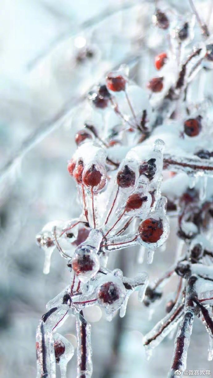 大雪|大雪节气，教育小微带你校园赏“花”