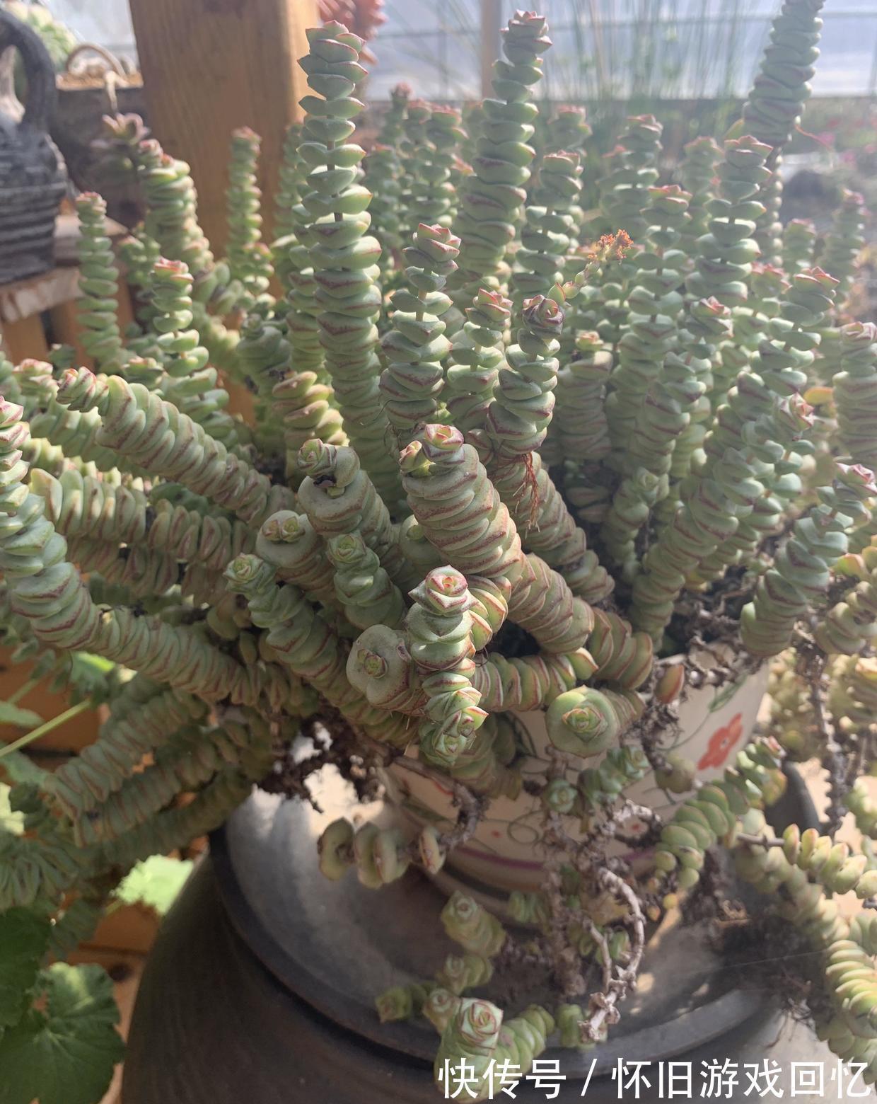 长成八爪鱼的多肉钱串,很好养,种到盆里就能长,就是没状态