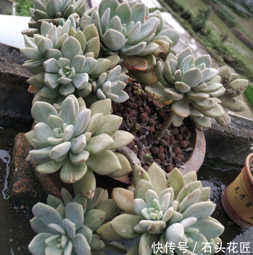 皮实|多肉养1盆死1盆,推荐5个“皮实”品种,一养就爆盆