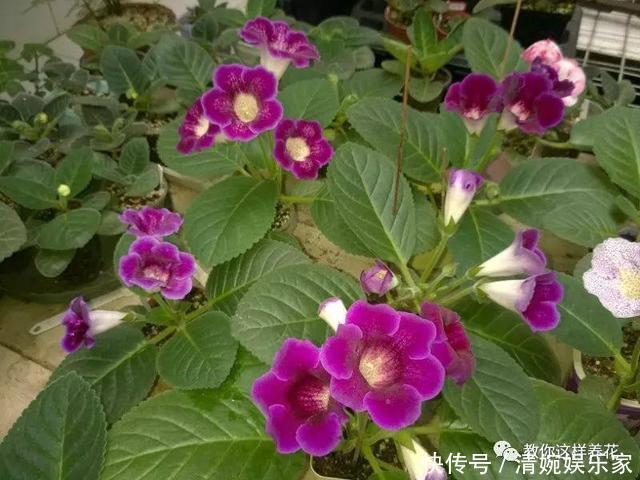 叶片|1种花超耐阴,一点散光就爆盆,花一开就是200多天!