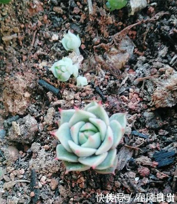 多肉|养多肉一年,关于多肉浇水这个事的小经验分享!