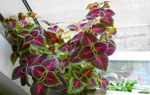 矾根|彩叶草、矾根、竹芋叶子像花一样美，家里养一盆，超漂亮