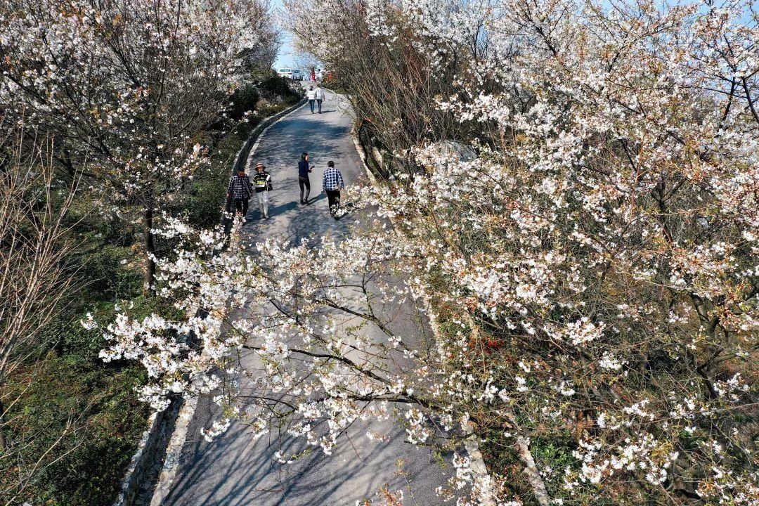 老年|云龟山万亩野樱花怒放，简直美到犯规！