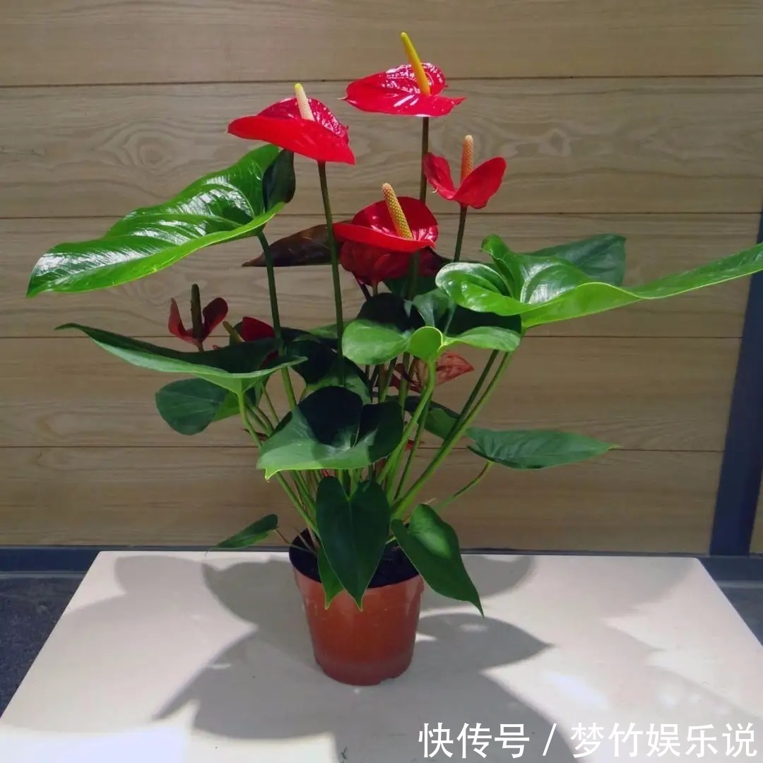 常见的四种“聚财”花,好养又漂亮,你更喜欢哪一种呢?