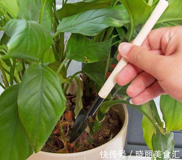 养花人的“大难题”,花盆插根“筷子”就能解决,不黄叶,开花旺