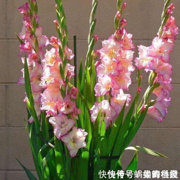 天竺葵|5种花自带财运，一年四季开花不断，花姿优雅，花开直接爆满盆