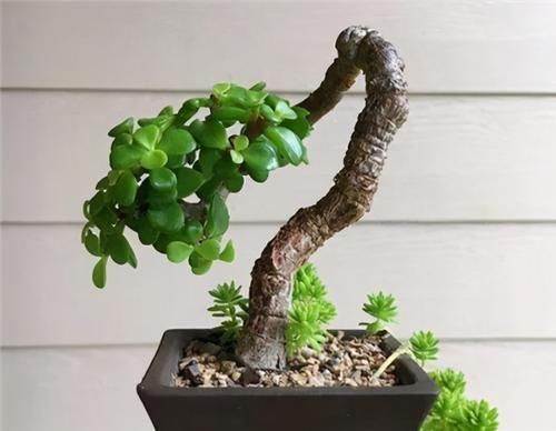 枝叶|养金枝玉叶，年年都要剪，养成盆景价更高，越老越值钱