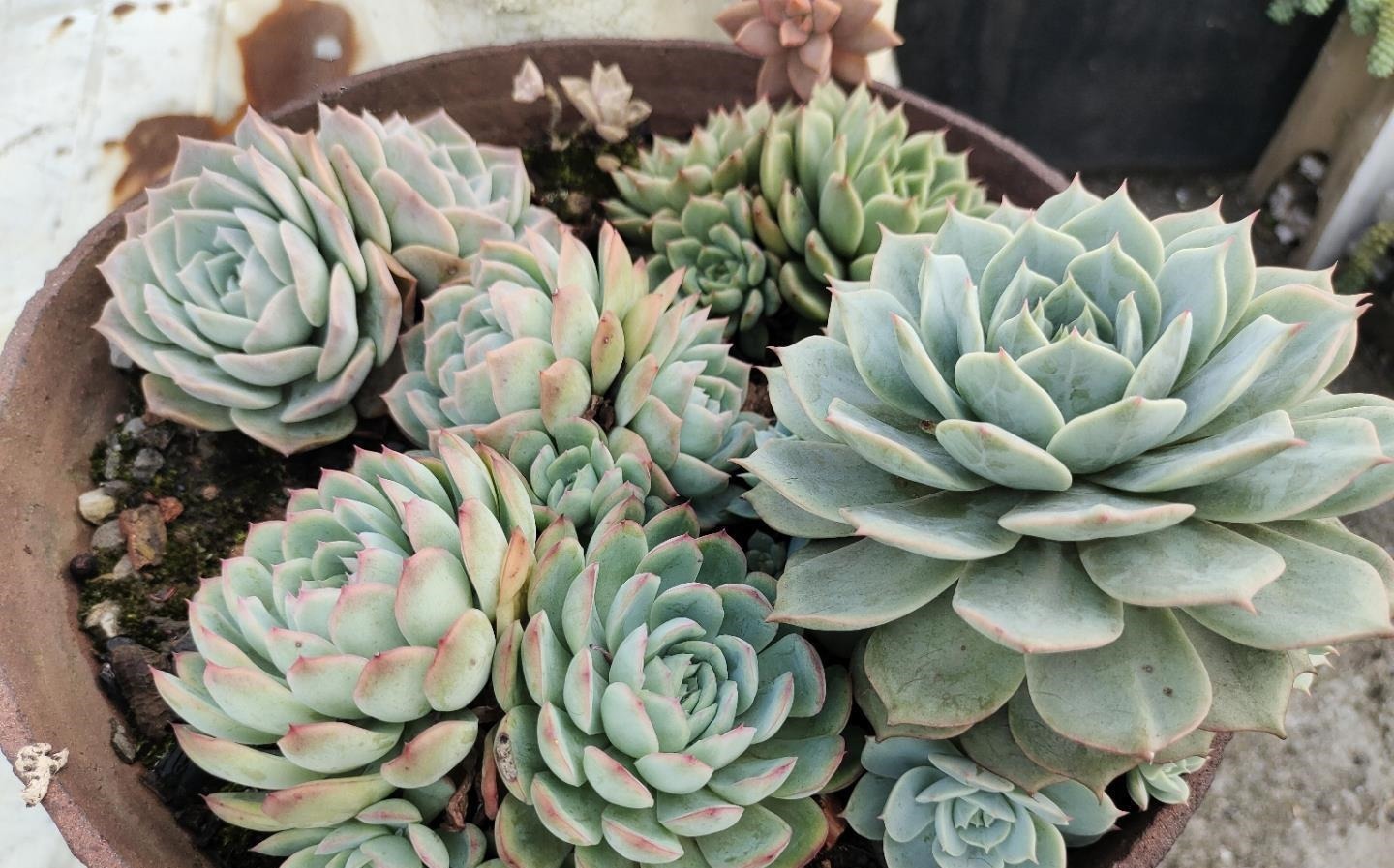 这“三多肉”不怕热,三伏天正常“补水施肥”,咕噜冒崽挤满盆