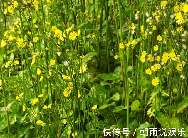 感冒|农村山坡上有种黄花菜，可清热解毒治感冒，有人误以为它是蒲公英