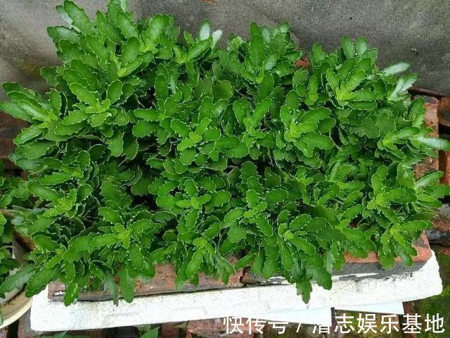 6种“漂亮花”,长了就狠剪,舍不得剪害处大,耽误一年开花量