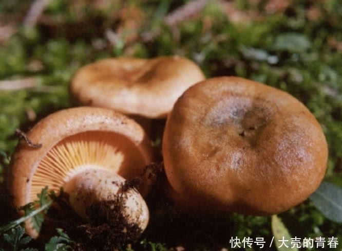 中这种野味被称为“年轮”,功效堪比人参,市面上很少卖