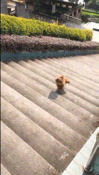 段子|搞笑GIF段子:这伴娘也太多了,这么大的车一车竟然坐不下!