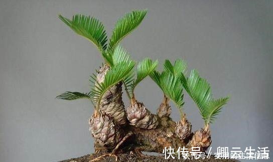 花草|富贵人家爱摆“6种花”,不仅外形美,还越养越值钱,再贵也要买!