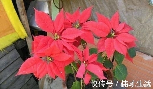 花卉|这5种花,不要钱也不能养,全都有毒,养了后悔都来不及