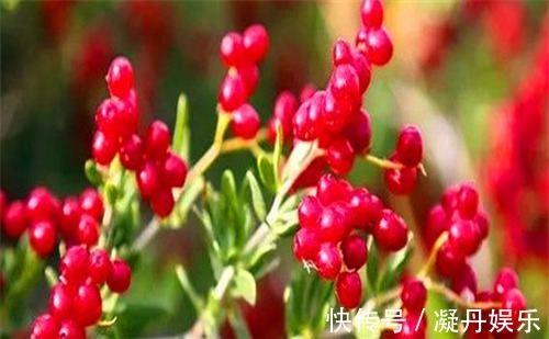 香梨|人到中年想长寿,不妨多吃4种食物,促进血液循环,增强抵抗力