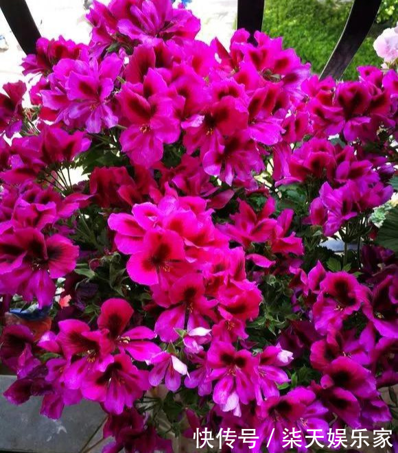 秋季|3种枝条泡水里,10天长根,一次开花100朵,水培成活率更高!