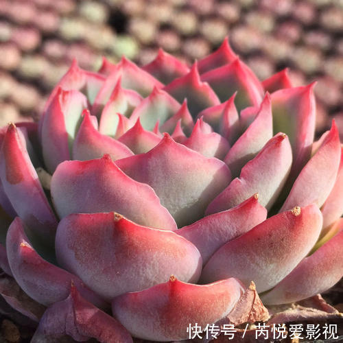 适合新手入手的多肉,养一盆侧影,好养饱满带红边,颜值超高的